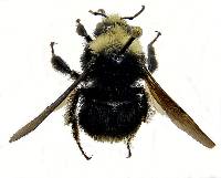 Bombus vosnesenskii image