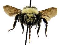 Bombus vosnesenskii image