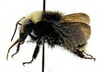 Bombus vosnesenskii image