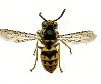 Vespula pensylvanica image