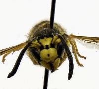 Vespula pensylvanica image