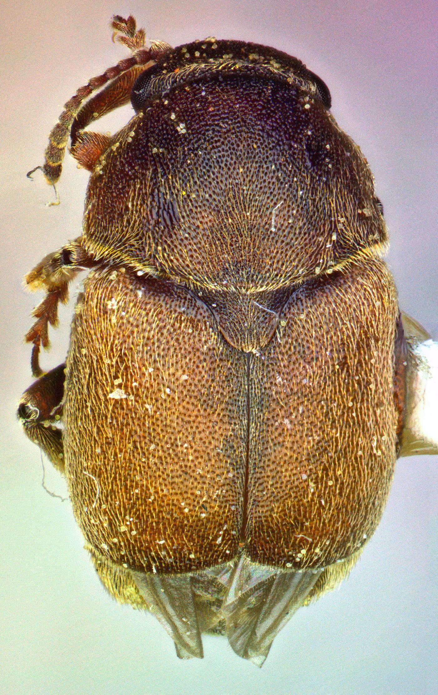 Kateretidae image