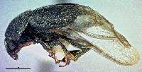 Amartus tinctus image