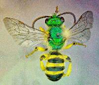 Agapostemon texanus image
