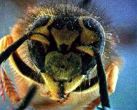 Vespula pensylvanica image