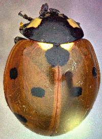 Image of Coccinella septempunctata