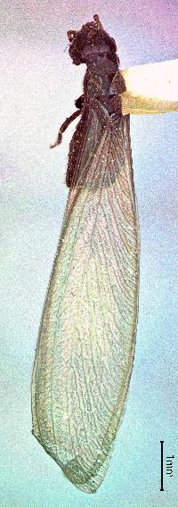 Reticulitermes hesperus image