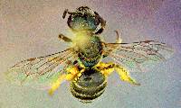 Image of Halictus tripartitus