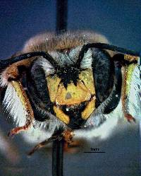 Anthidium manicatum image