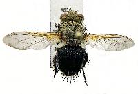 Archytas apicifer image