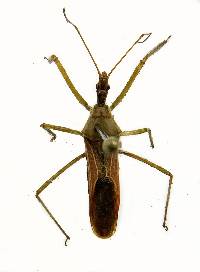 Zelus renardii image