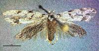 Image of Symmoca signatella