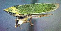 Image of Draeculacephala minerva