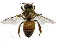 Apis mellifera image