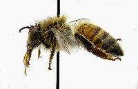 Apis mellifera image