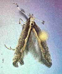 Image of Plutella xylostella