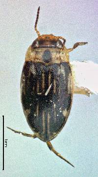 Image of Liodessus obscurellus