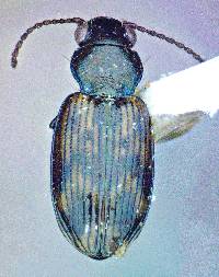 Bembidion impotens image