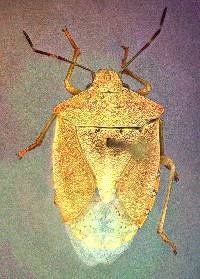 Image of Thyanta pallidovirens