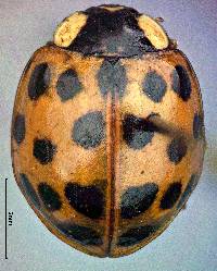 Harmonia axyridis image