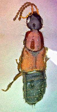 Philonthus innocuus image
