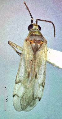Image of Engytatus modestus