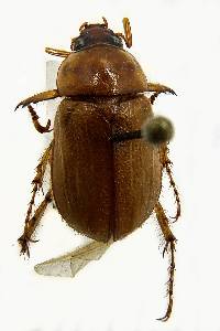 Cyclocephala hirta image