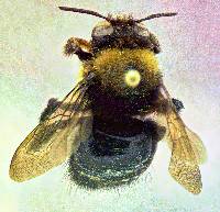 Xylocopa tabaniformis image