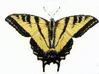 Image of Papilio rutulus