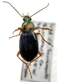Chlaenius tricolor vigilans image