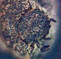 Hoplia callipyge image