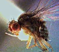Scaptomyza terminalis image