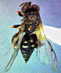 Image of Conura albifrons