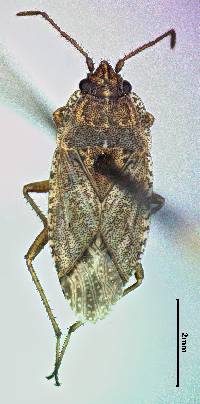 Image of Emblethis vicarius