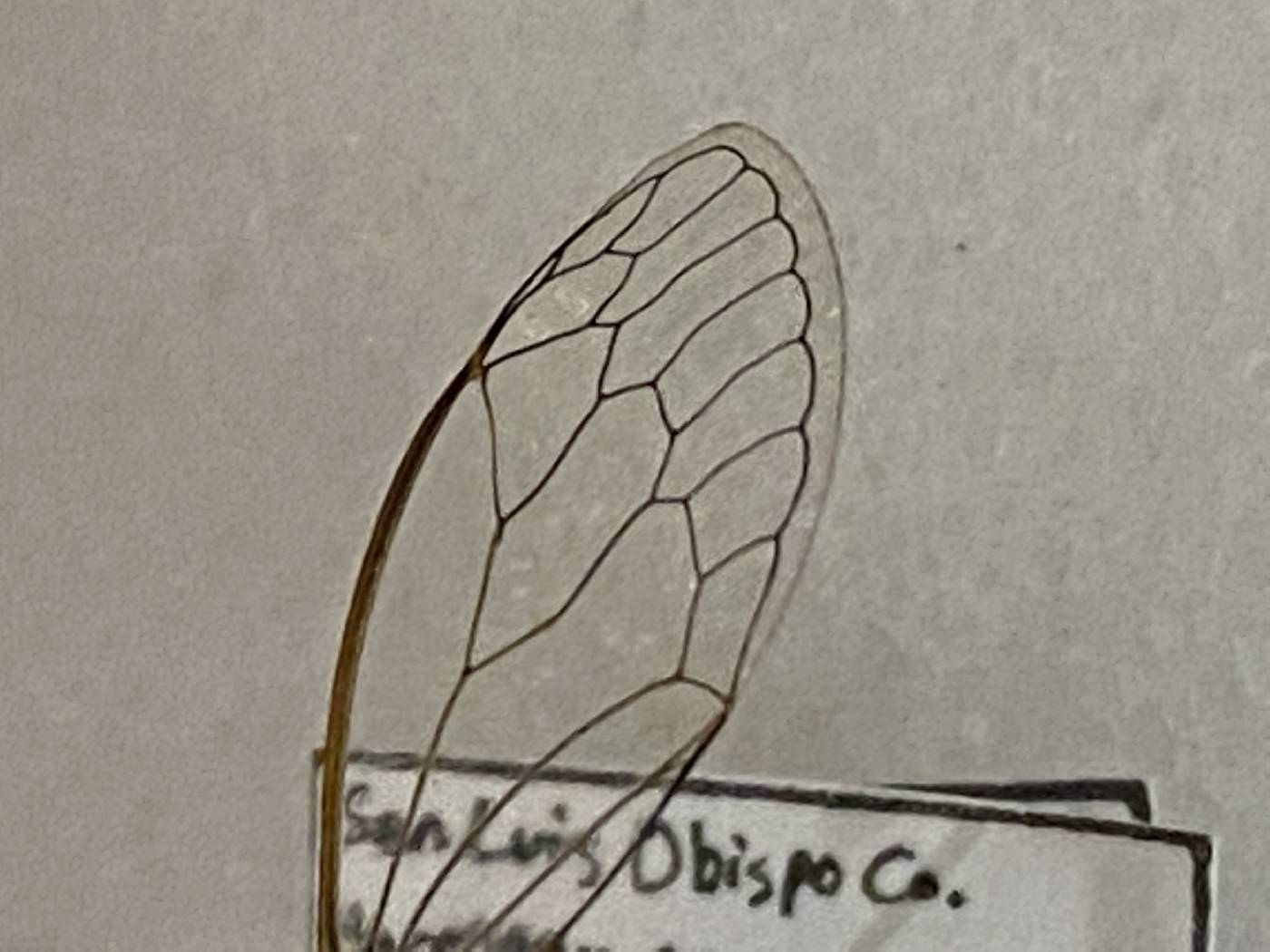 Cicadidae image