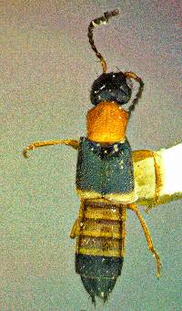Image of Neobisnius occidentoides