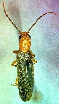 Image of Xanthochroina bicolor