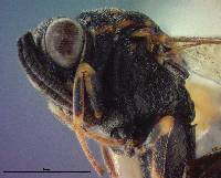 Conura albifrons image