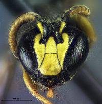 Image of Hylaeus mesillae