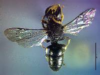 Hylaeus mesillae image