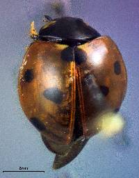 Coccinella septempunctata image