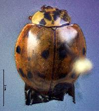 Harmonia axyridis image