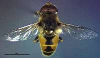Eristalis arbustorum image
