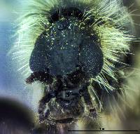 Bibio albipennis image