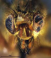 Scathophaga stercoraria image