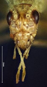 Image of Oecanthus rileyi