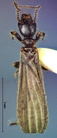 Image of Oligotoma nigra
