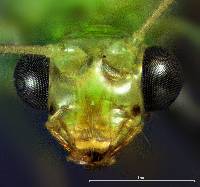 Image of Chrysopa nigricornis