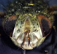 Archytas apicifer image