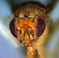 Drosophila (Drosophila) immigrans image